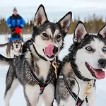Arctic Delight