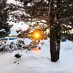 Arctic Delight *