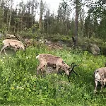 Arctic Delight * Rovaniemi