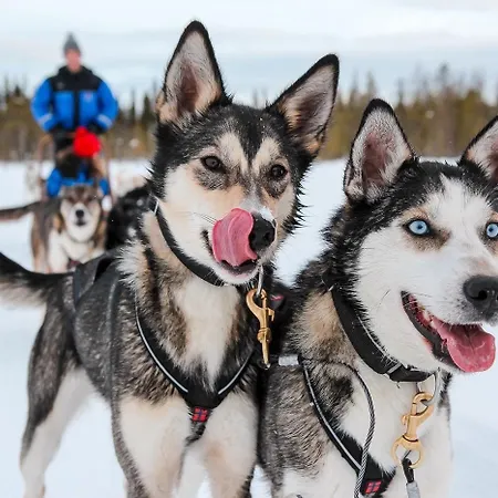 Arctic Delight