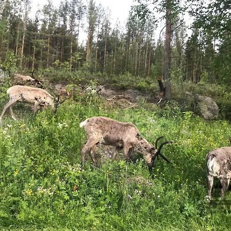 Arctic Delight * Rovaniemi