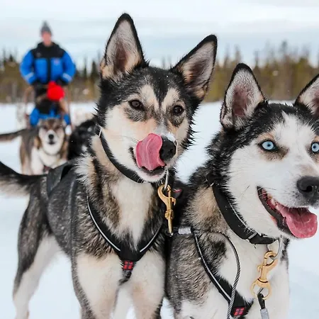 Arctic Delight *
