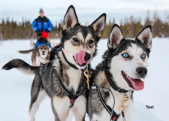Arctic Delight