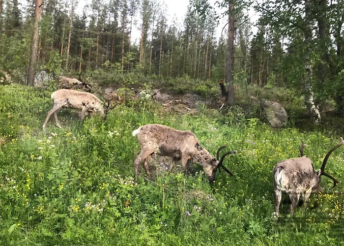 Arctic Delight * Рованиеми